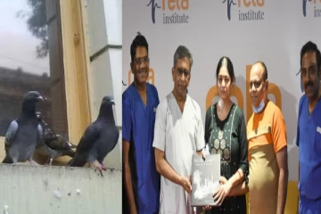 புறா எச்சம்; மீனா கணவர் இறப்பு நியாபகமிருக்கா? தொடர்ந்து மற்றொரு பெண் பாதிப்பு!