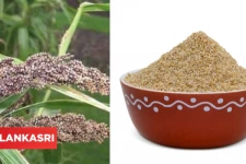 உடலுக்கு வலிமை தரும் குதிரைவாலியின் அற்புத பலன்கள் பற்றி தெரிந்து கொள்வோம்