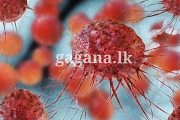 පිළිකාව මැඩලන්න කොළඹ කැම්පස් එකෙන් අලුත් සොයාගැනීමක් - පිළිකා වර්ග පහළොවක පිළිකා සෛල විනාශ කළ හැකියි.. වෙළඳපොලටත් නිකුත් කරයි..