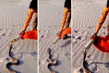 Viral video: அசால்ட்டாக நாஜ நாகத்தை மஞ்சள் பைக்குள் அடைத்த இளைஞர்.. இறுதியில் நடந்தது என்ன?