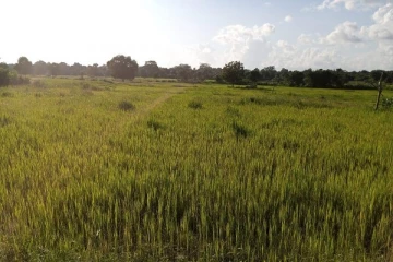 முல்லைத்தீவில் பெரும்போக நெல் அறுவடையில் பாரிய வீழ்ச்சி! விவசாயிகள் அவதி