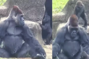 குட்டிகளிடம் சிக்கித்தவிக்கும் தந்தை கொரில்லா! இது என்னடா கொலில்லாவிற்கு வந்த சோதனை