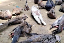 மர்மான முறையில் ஆயிரக்கணக்கான பறவைகள் திடீர் மரணம்! அதிகாரிகள் குழப்பம்