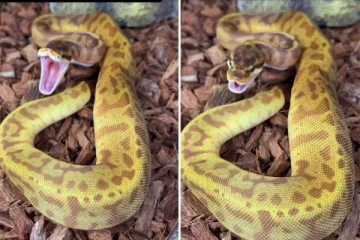 குட்டி பாம்பு கொட்டாவி விடுவதை பார்த்ததுண்டா? வைரலாகும் அரிய காட்சி