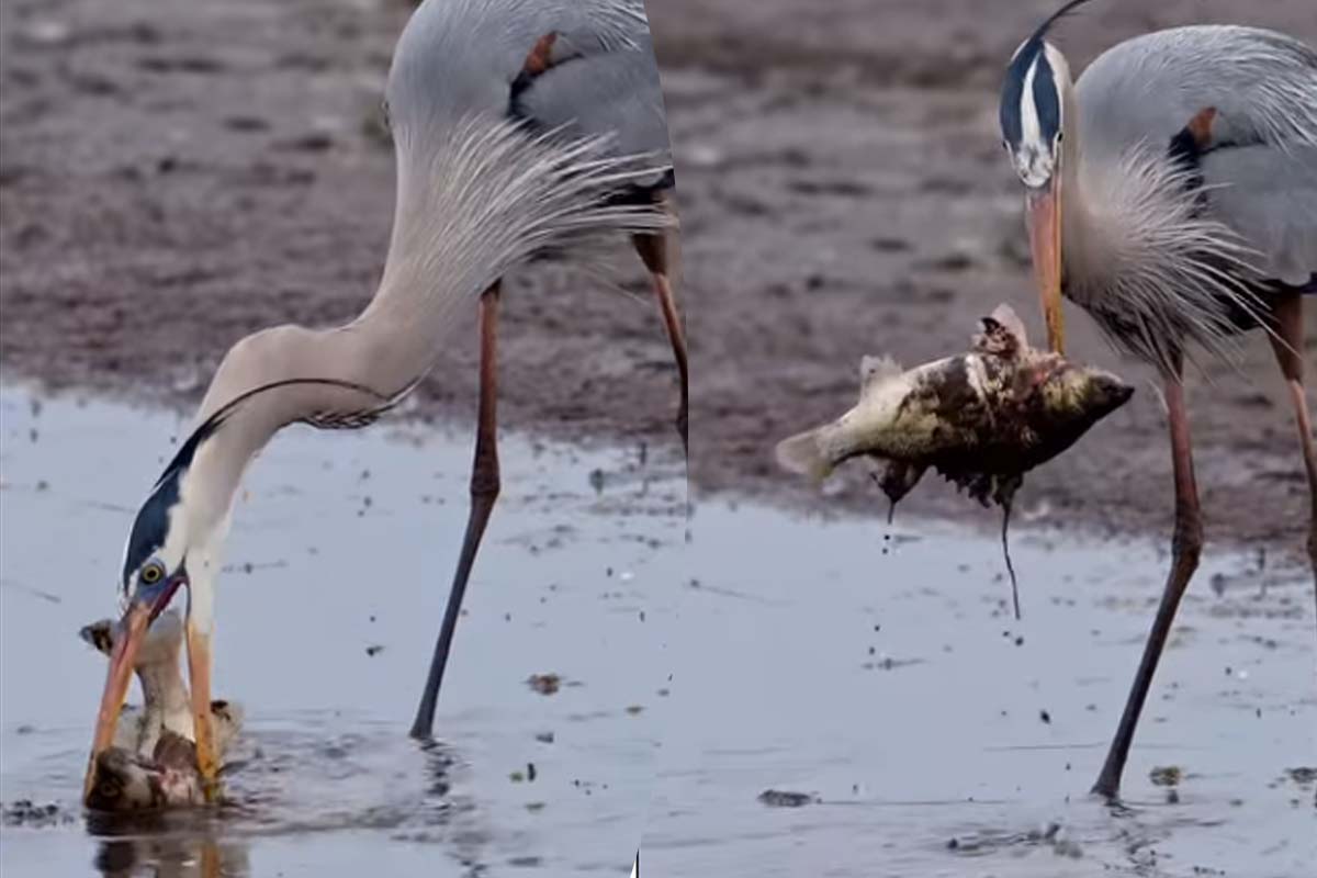 Viral Video: நாரையிடம் பிடியில் மிகப்பெரிய மீன்! தப்பிக்க அரங்கேறும் போராட்டத்தைப் பாருங்க | Blue Heron Catch One Big Fish