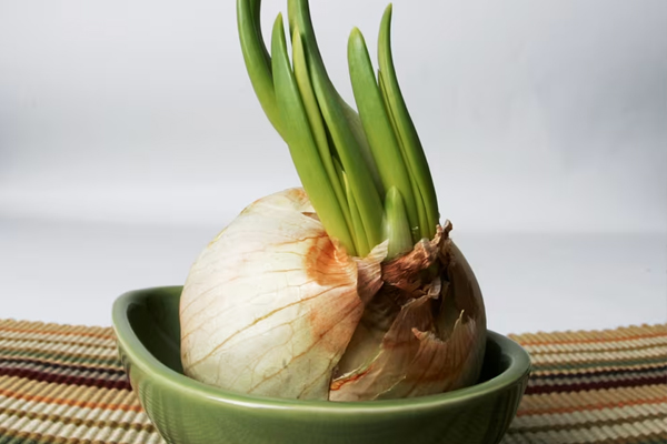 முளைத்த வெங்காயத்தை சமையலுக்கு பயன்படுத்தலாமா? பலரும் அறியாத உண்மை | Sprouted Onions Safe To Eat முளைத்த வெங்காயத்தை சமையலுக்கு பயன்படுத்தலாமா? பலரும் அறியாத உண்மை | Sprouted Onions Safe To Eat