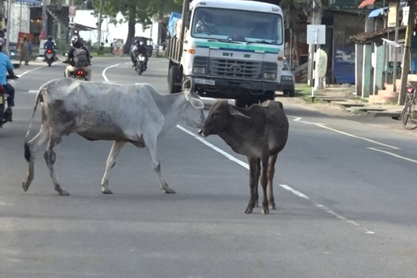 ஏறாவூர்பற்று செங்கலடி பிரதேச சபை தவிசாளரின் அதிரடி நடவடிக்கை | Eravur Thavishalar S Bold Move ஏறாவூர்பற்று செங்கலடி பிரதேச சபை தவிசாளரின் அதிரடி நடவடிக்கை | Eravur Thavishalar S Bold Move