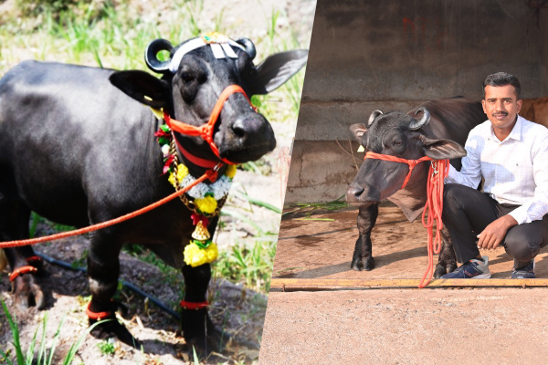 கின்னஸ் சாதனை படைத்த நீர் எருமை | Guinness World Record Breaking Water Buffalo Radha
