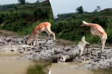 தண்ணீர் குடிக்க வந்த இடத்தில் நொடியில் உயிர் தப்பிய மான்.. நடுநடுங்க வைக்கும் காட்சி