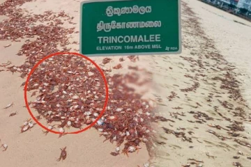 திருகோணமலை கடற்கரையில் கரையொதுங்கிய சிவப்பு நிற நண்டுகள்