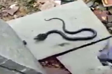 சிறுவனின் புத்தகப்பையில் இருந்த பாம்பு! பெற்றோர்களே உஷார்
