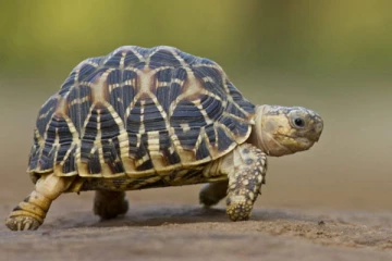 ஆமைகள் பற்றிய சில சுவாரஸ்ய உண்மைகள் (வீடியோ)