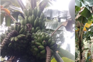 இலங்கையில் வியக்கவைத்த வாழைமரம்; ஒரு மரத்தில் இத்தனை குலைகளா!(Photos)