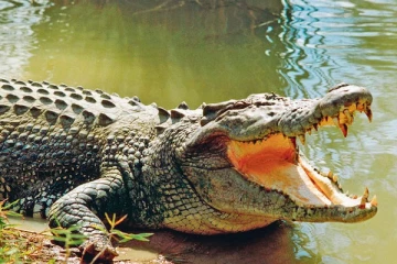 எந்த விலங்குக்கு வலுவான நோயெதிர்ப்பு அமைப்பு உள்ளது?