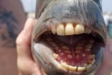 இலங்கையில் மனிதர்களை கொல்லும் மீன்கள் - வெளியான அதிர்ச்சித் தகவல்