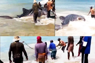 புத்தளத்தில் கரை ஒதுங்கிய 30 அடி நீளமுடைய புள்ளிச் சுறா(Video)