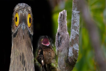 மரக்கிளை போல் மாறும் போட்டு பறவை பற்றி தெரியுமா? சுவாரஸ்யமான பதிவு