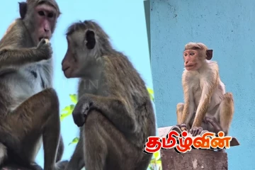 திருகோணமலையில் குரங்குகளின் தொல்லை அதிகரிப்பால் சிரமத்தில் மக்கள்