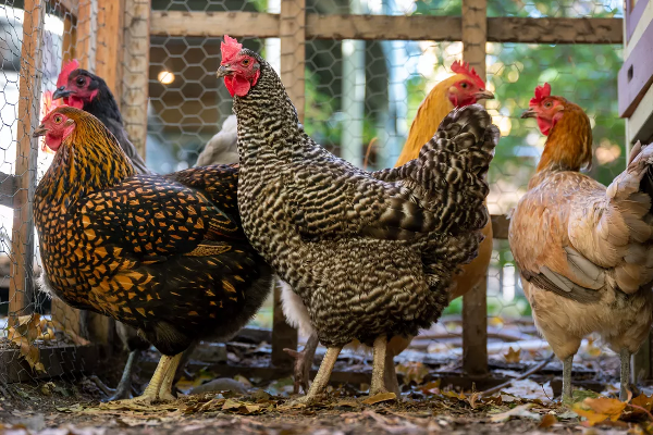 மீண்டும் அதிகரிக்கும் முட்டை விலை! | Egg Prices Will Increase Again மீண்டும் அதிகரிக்கும் முட்டை விலை! | Egg Prices Will Increase Again