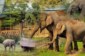 யானை - மனித மோதலால் 40 பேர் உயிரிழப்பு