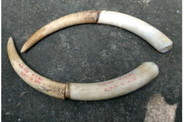 மட்டக்களப்பில் யானைத் தந்தங்கள் பறிமுதல்! ஒருவர் கைது