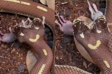 ஒரே நேரத்தில் இரண்டு எலிகளை வேட்டையாடும் இரட்டை தலை பாம்பு-வைரலாகும் காணொளி