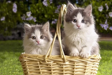 பூனை பிரியர்களே உஷார், வேகமாக பரவும் தொற்றுநோய் - WHO எச்சரிக்கை!