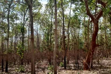 வன்னியில் வெட்டுமரங்களுக்காக தரப்படுத்தப்பட்ட விடுதலைப்புலிகளின் தேக்கு மரங்கள்