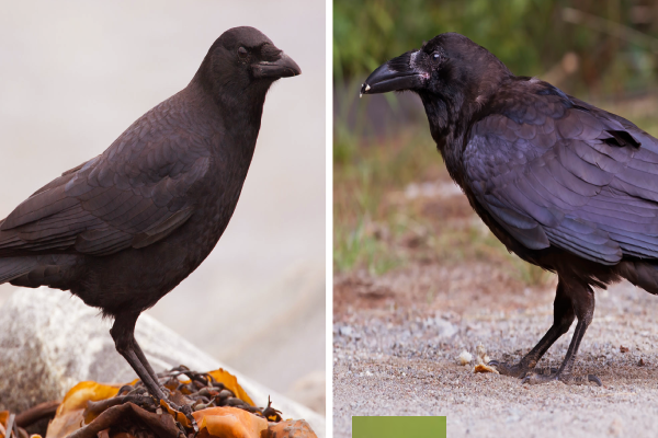 வெளிநாட்டு காகங்கள் பேசுமா? பின்னணி காரணம் இதோ | Crow Vs Raven The Differences Full Details