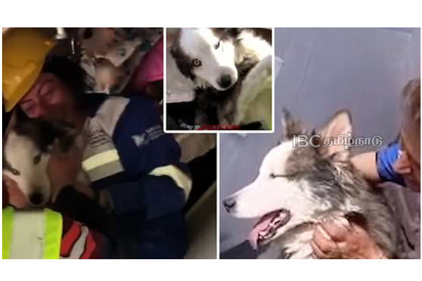 husky-dog-turkey-rescued-23-days-after-earthquake