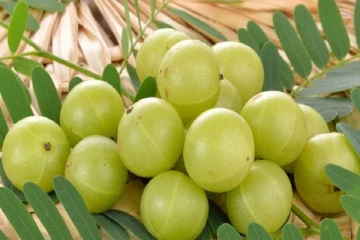 නෙල්ලි සතු විශ්මිත ගුණ ගැන ඔබ දන්නවාද..?