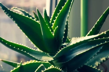 மணி பிளாண்ட்டிற்கு டப் கொடுக்கும் கற்றாழை செடி! எந்த திசையில் வைக்க வேண்டும்?