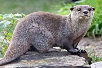 மங்கோலியாவில் 7 நீரெலிகளுக்கு  டெல்டா வைரஸ் தொற்று உறுதி செய்யப்பட்டது