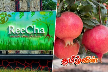 றீ(ச்)ஷா ஒருங்கிணைந்த பண்ணையில் மற்றுமொரு பழச்செய்கை