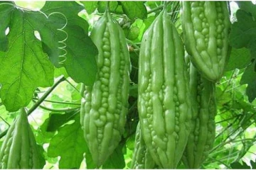 இயக்கச்சியில் காய்த்துக் குலுங்கும் பாகற்காய்