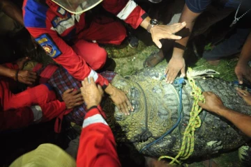 கழுத்தில் சிக்கிய டயருடன் 6 ஆண்டுகளாக வாழ்ந்த முதலை விடுவிப்பு... இதயத்தை நெருக்கும் பரிதாபம்!