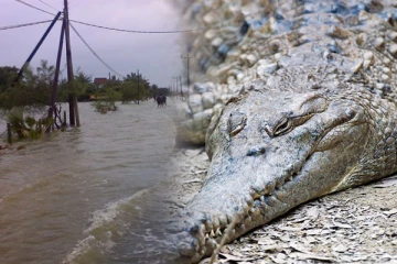 மட்டக்களப்பில் நடமாடும் முதலைகள்