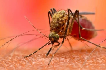 தேசிய டெங்கு நோய் ஒழிப்பு பிரிவு விடுத்துள்ள எச்சரிக்கை