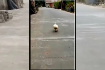 இளம்நடிகைகளுடன் போட்டி போடும் வாத்து! இணையவாசிகளை ரசிக்க வைத்த வீடியோ