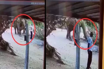 வழியை மறைத்து நின்ற நபரை தட்டி போக சொன்ன யானை! வைரல் காணொளி