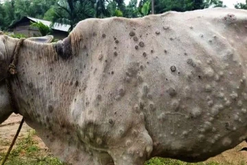 ලම්පි වෛරසයේ සීඝ්‍ර ව්‍යාප්තියක්..(PHOTOS)