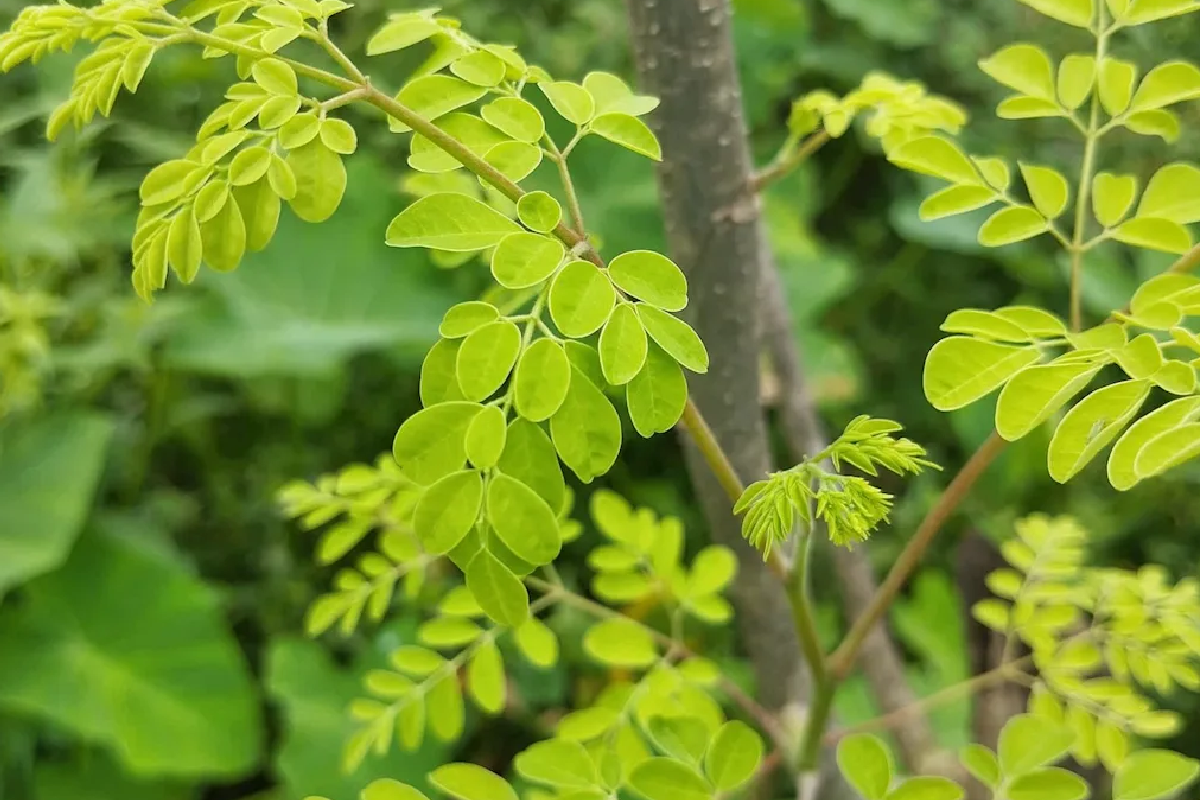 සෞඛ්‍ය ක්ෂේත්‍රයේ විශාල ජයග්‍රහණයක් - ආශ්චර්යමත් ගසේ ඇටවලට තියෙන අරුම පුදුම හැකියාව සොයා ගයි | Moringa Seeds Remove 98 Microplastics