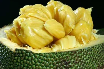 பலாப்பழம் சாப்பிட்டதும் மறந்து கூட இதை வாயில் வைத்து விடாதீர்கள்...பேராபத்து! எச்சரிக்கை