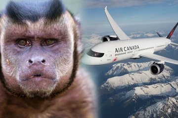 குரங்கம்மை அறிகுறிகளுடன் வரும் பயணிகள் தொடர்பில் இந்தியா விடுத்துள்ள எச்சரிக்கை