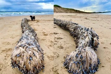 இப்படி ஒரு வினோத உயிரினமா? கடற்கரையோரம் ஒதுங்கியது என்ன?