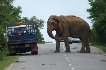 யானைக்கு வாழைப்பழம் கொடுத்த பெண் பலி