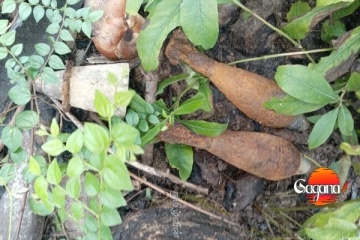 කිලිනොච්චියෙන් භයානක අවි මතුවෙයි