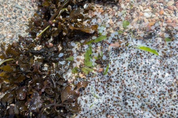 யாழில் கடற்கரைகளில் குவியும் பிளாஸ்டிக் துகள்கள்! | Plastic Particles Accumulating Beaches In Jaffna யாழில் கடற்கரைகளில் குவியும் பிளாஸ்டிக் துகள்கள்! | Plastic Particles Accumulating Beaches In Jaffna