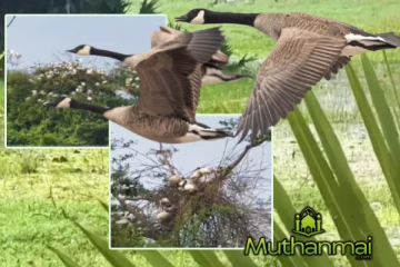 மட்டக்களப்பு - குருக்கள்மடம் ஏத்தாலைக்குளத்தில் வலசை வரும் பறவைகள்