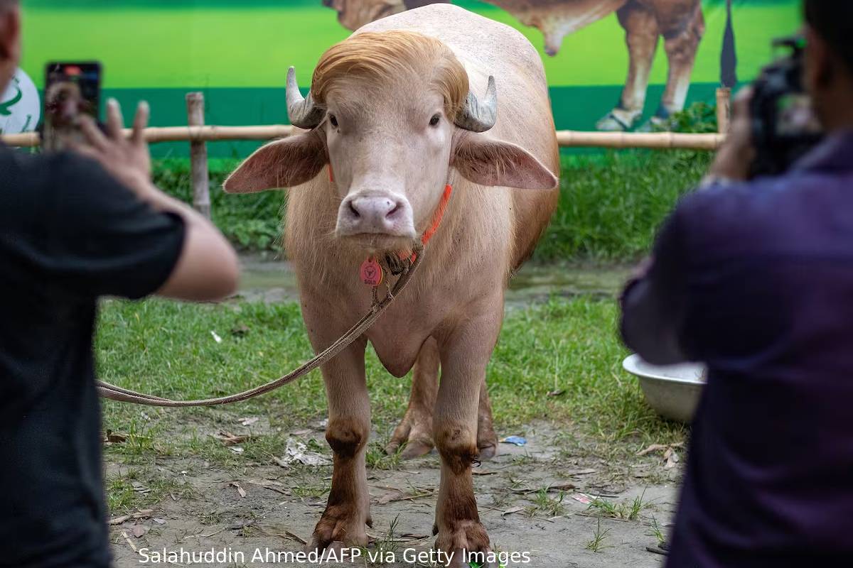 Trump look like Buffalo rescue in bangladesh Trump look like Buffalo rescue in bangladesh